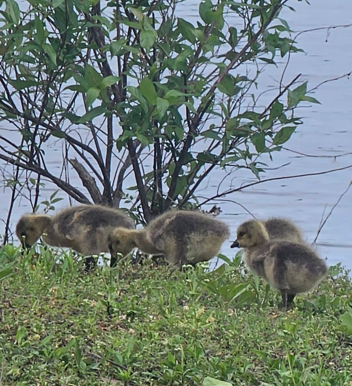 Goslings grazing along the lakeshore